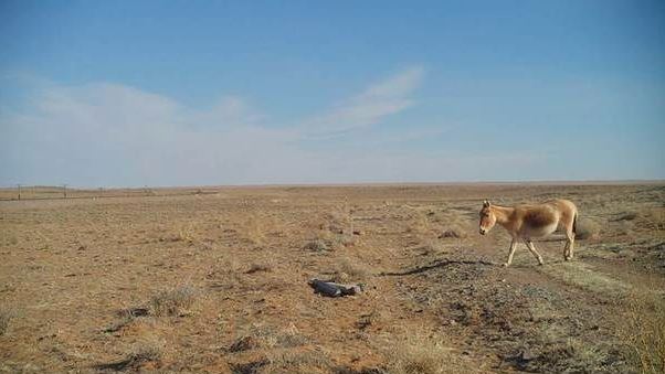 Фотог: Байгаль, зэрлэг амьтдыг хамгаалах нийгэмлэг (WCS) 