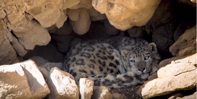 "Хүрээлэн" төсөл, У.Ганбаярын youtube сайт дахь  бичлэгээс энэхүү зургийг авав. Тостын нуруун дахь ирвэс 