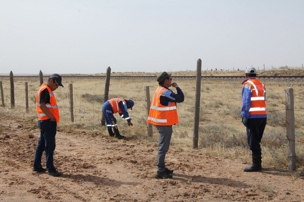 Төмөр замын өргөст торыг хэсэгчлэн авч буй байдал. Дорноговь аймгийн Өргөн сум. 2019 оны 5 сар. Гэрэл зургийг: Б.Бүүвэйбаатар /WCS