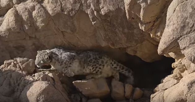 "Хүрээлэн" төсөл, У.Ганбаярын youtube сайт дахь бичлэгээс энэхүү зургийг авав. Тостын нуруун дахь ирвэс 